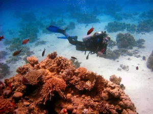 Diving Club Med