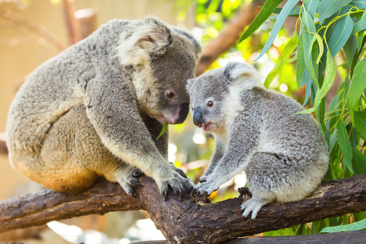 Koalas-in-the-trees,Featherdale-Wildlife-Park-_251633059