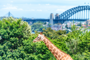 Taronga Zoo Sydney