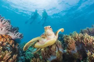 turtle swiming in Cairns great barrier reef