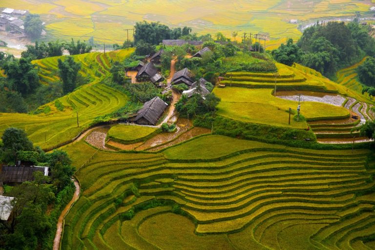 Terraced Rice Field, Sapa