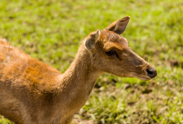 Ranca Upas Deer Conservation