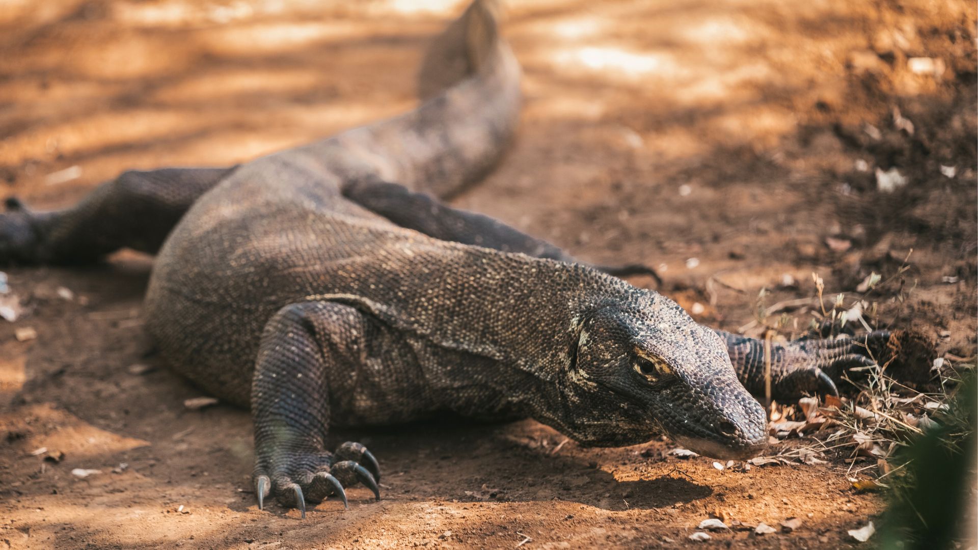 Encounter Komodo Dragons at their natural habitat