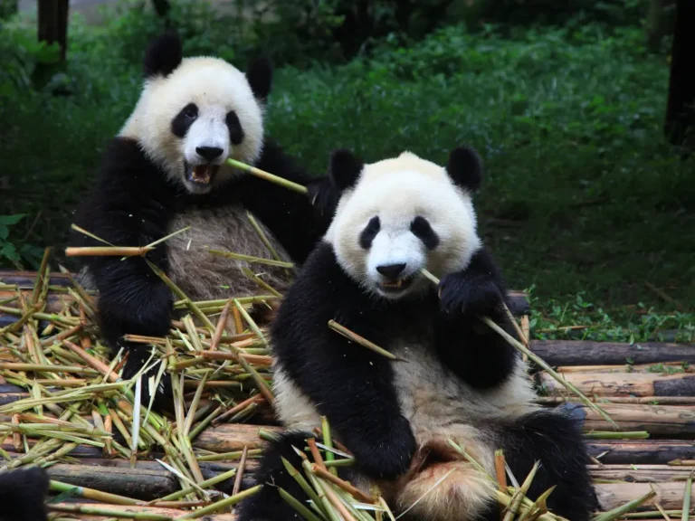 Pandas in Chengdu