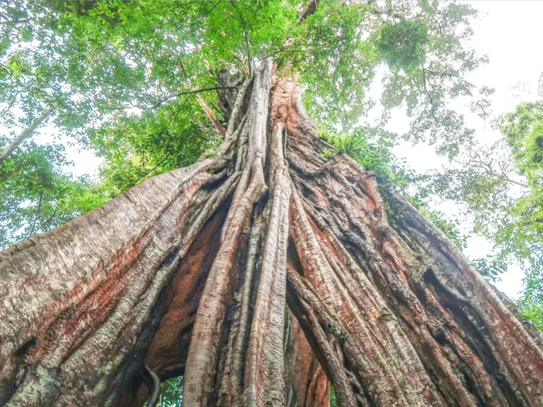 Piyamit Millennium Tree