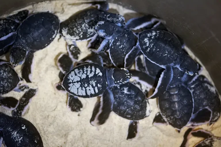 800_533_turtle_lab_resized_900