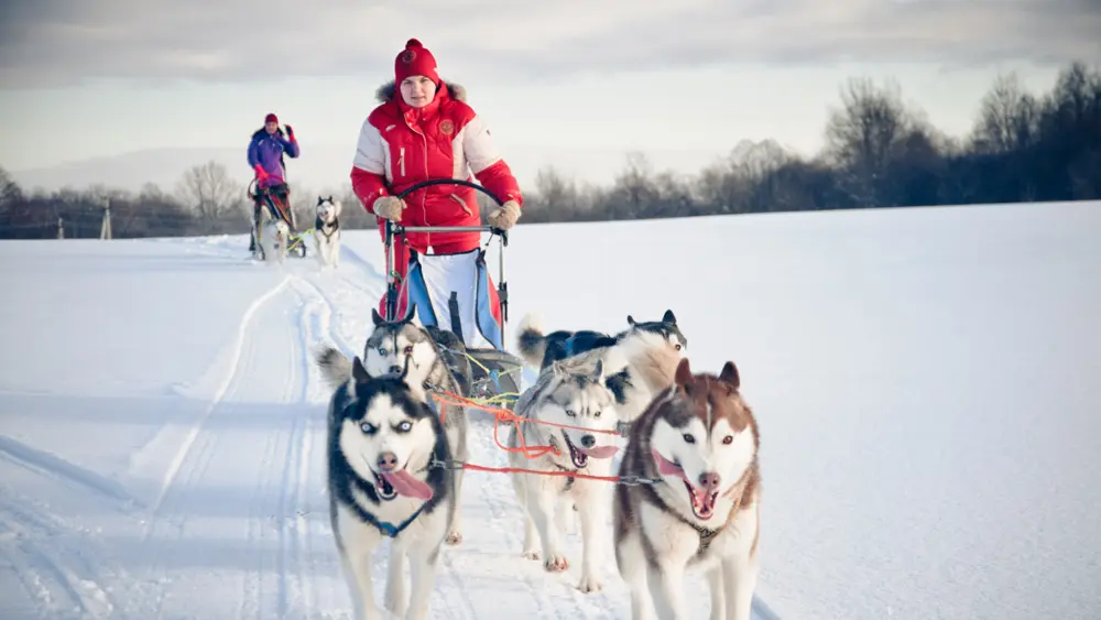 Northern Europe Tours 9 Husky Safari