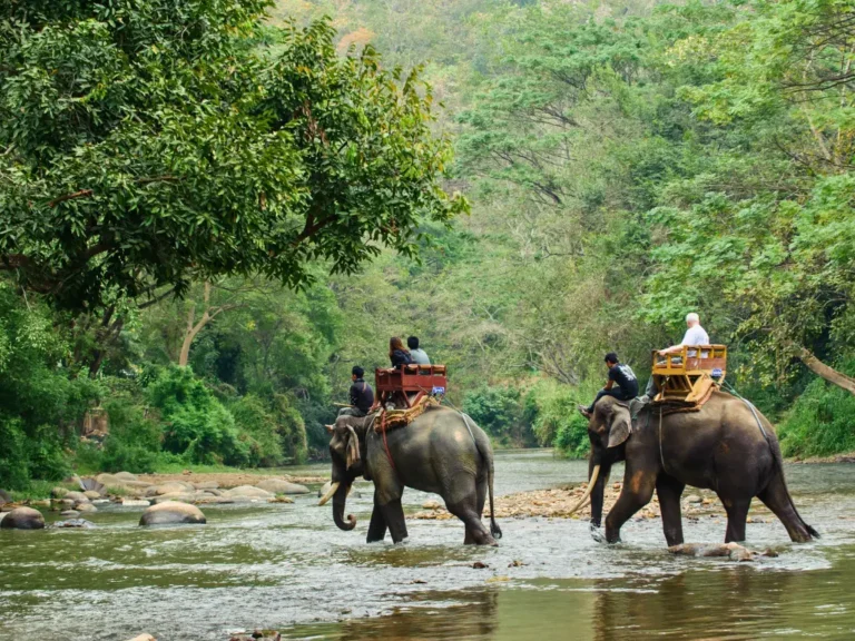 Elephant Show