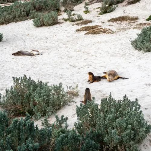 Seal Bay Conservation Park