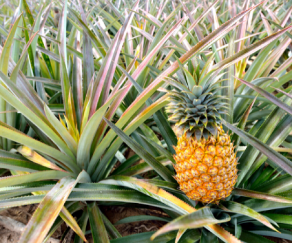 Pineapple Farm